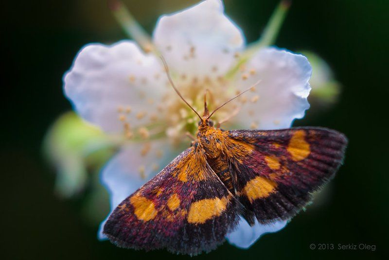 art, oleg serkiz, олег cеркиз ~Moth and flower~photo preview