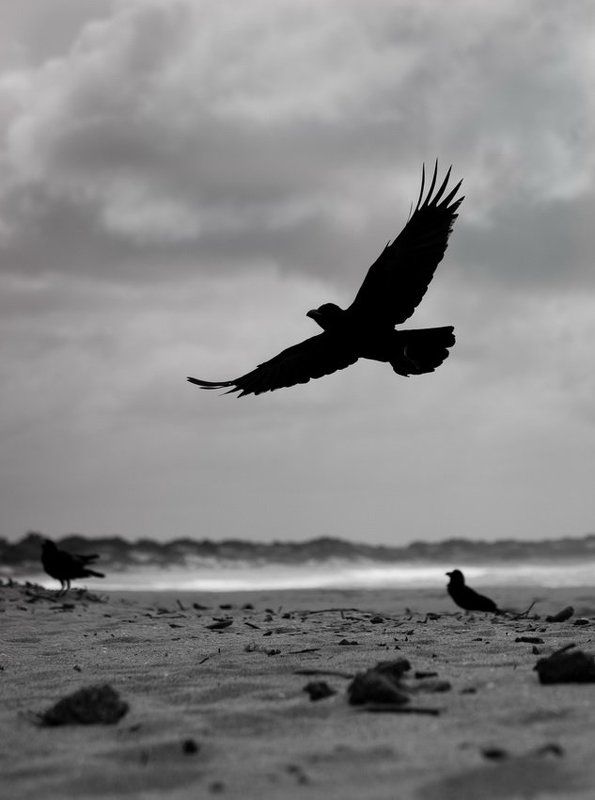 вороныphoto preview