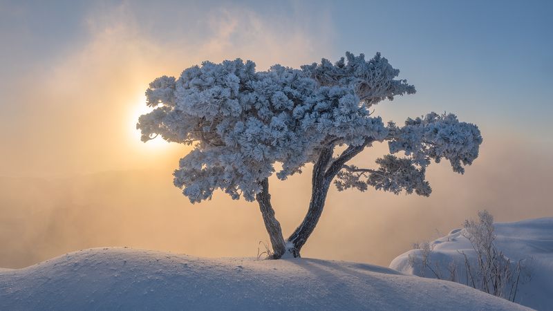 Winter little giant
