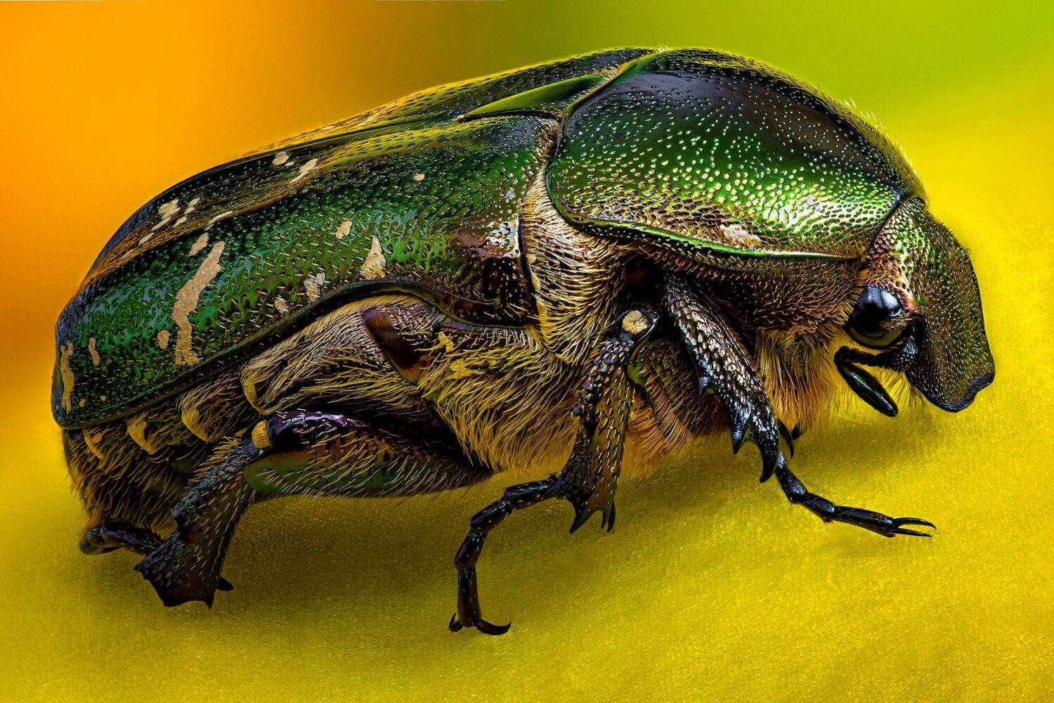 Бронзовка в желтом. Автор: Антон Финевич , Антон Финевич