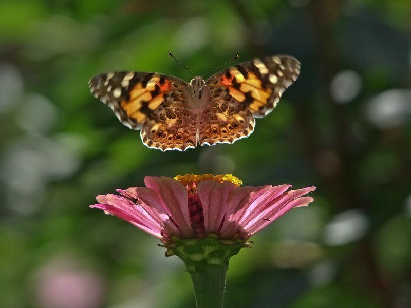 Подкрылки убраны-взлет разрешен.photo preview