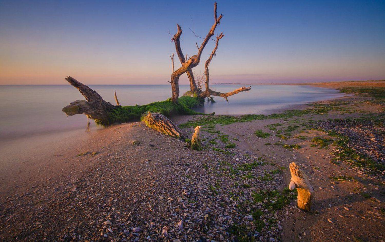The Lonely Tree. Автор: Philip Peynerdjiev , Philip Peynerdjiev