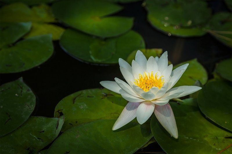 Лилияphoto preview