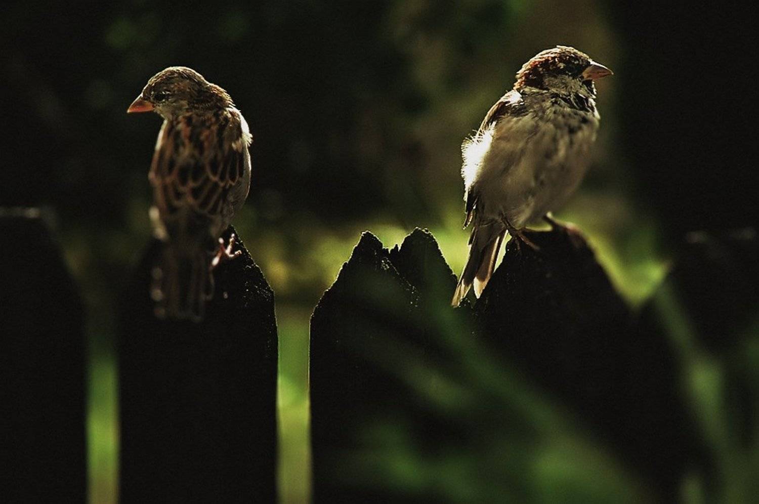 обиженные. Автор: Эмеральд Ваке © wake,animals,emotions,sony,, Эмеральд Ваке ©