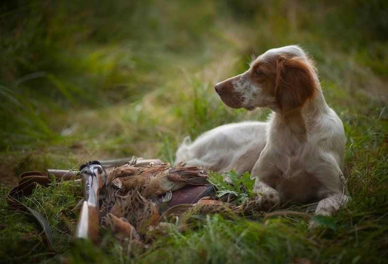 фотограф, животных, саров, английски сеттер, охота, охота с английским сеттером, охота с легавой Охотничьи историиphoto preview