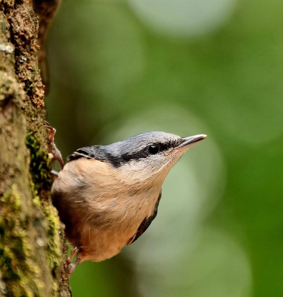 Nuthatch. Автор: Ivan Kavaldzhiev , Ivan Kavaldzhiev
