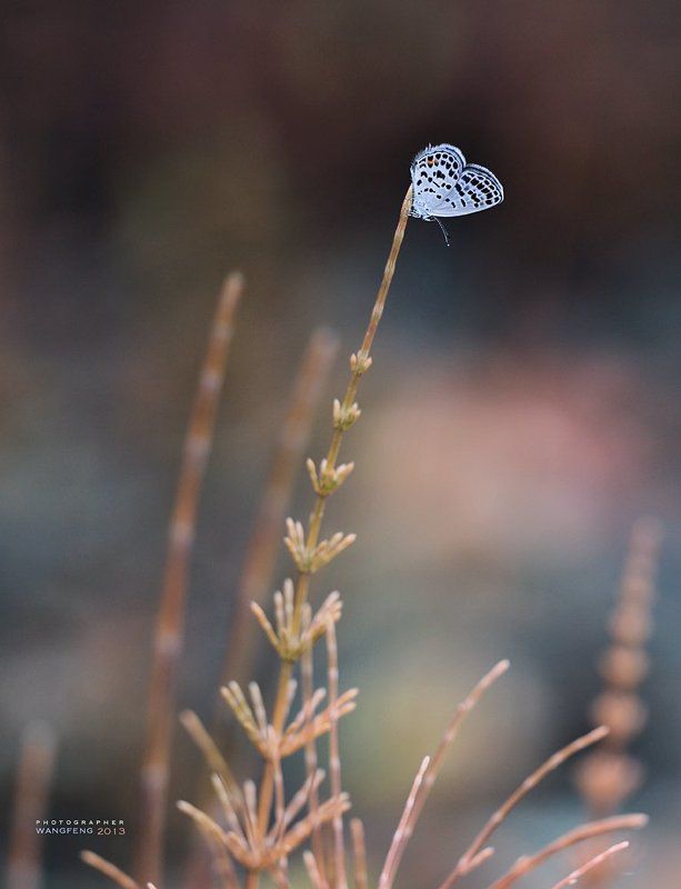 Gray butterfly gardenphoto preview
