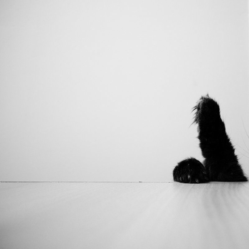 Я_котphoto preview