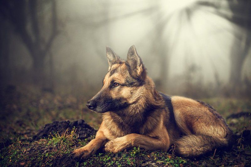 друг, лес, преданость, собака, туман Другphoto preview