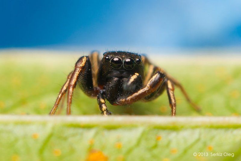 Art, Heliophanus cupreus, Jumping spider, Macro, Macrophotography, Nature, Oleg Serkiz, Олег Серкиз Heliophanus cupreusphoto preview
