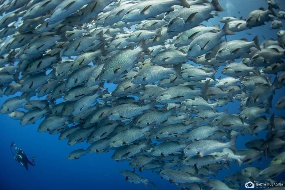 Убегалки. Автор: Nadya Kulagina Дайвер, Египет, Животный мир, Косяк, Красное море, Луциан, Подводная съемка, Подводное фото, Рыбы, Nadya Kulagina