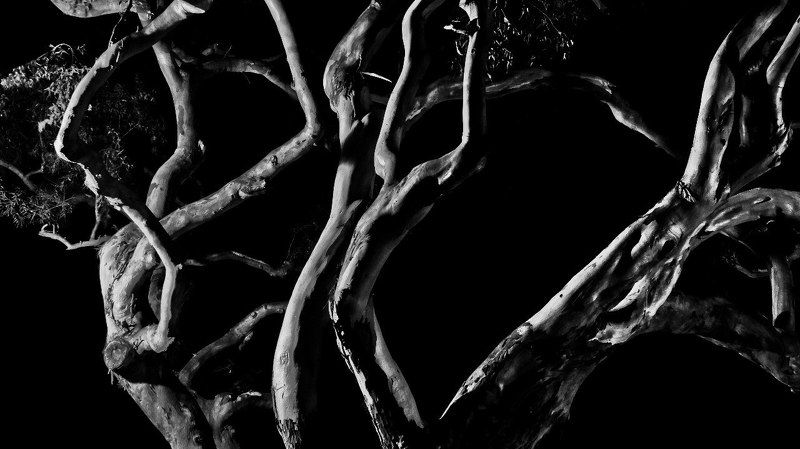 Танец эвкалиптовphoto preview