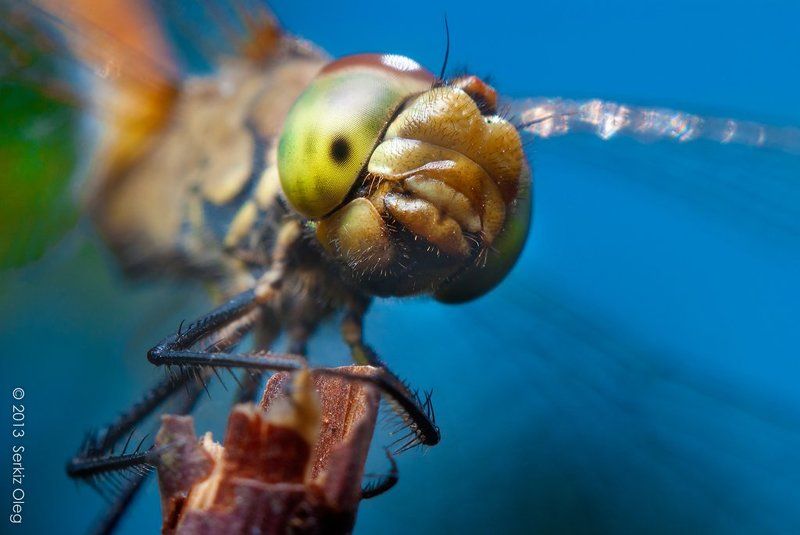 Sympetrum dragonfyphoto preview