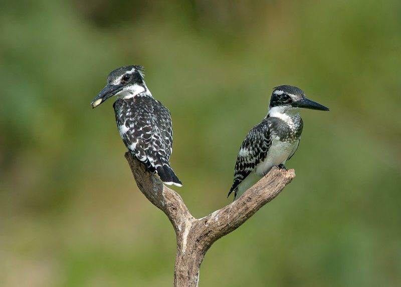 Пегие зимородкиphoto preview