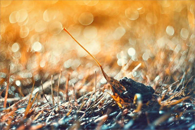 Про царевну...photo preview