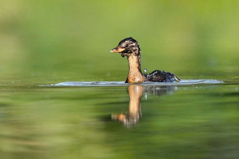 Tachybaptus ruficollisphoto preview