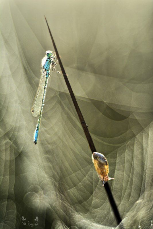 bokeh, m42, primoplan Sunrises and sunset.photo preview