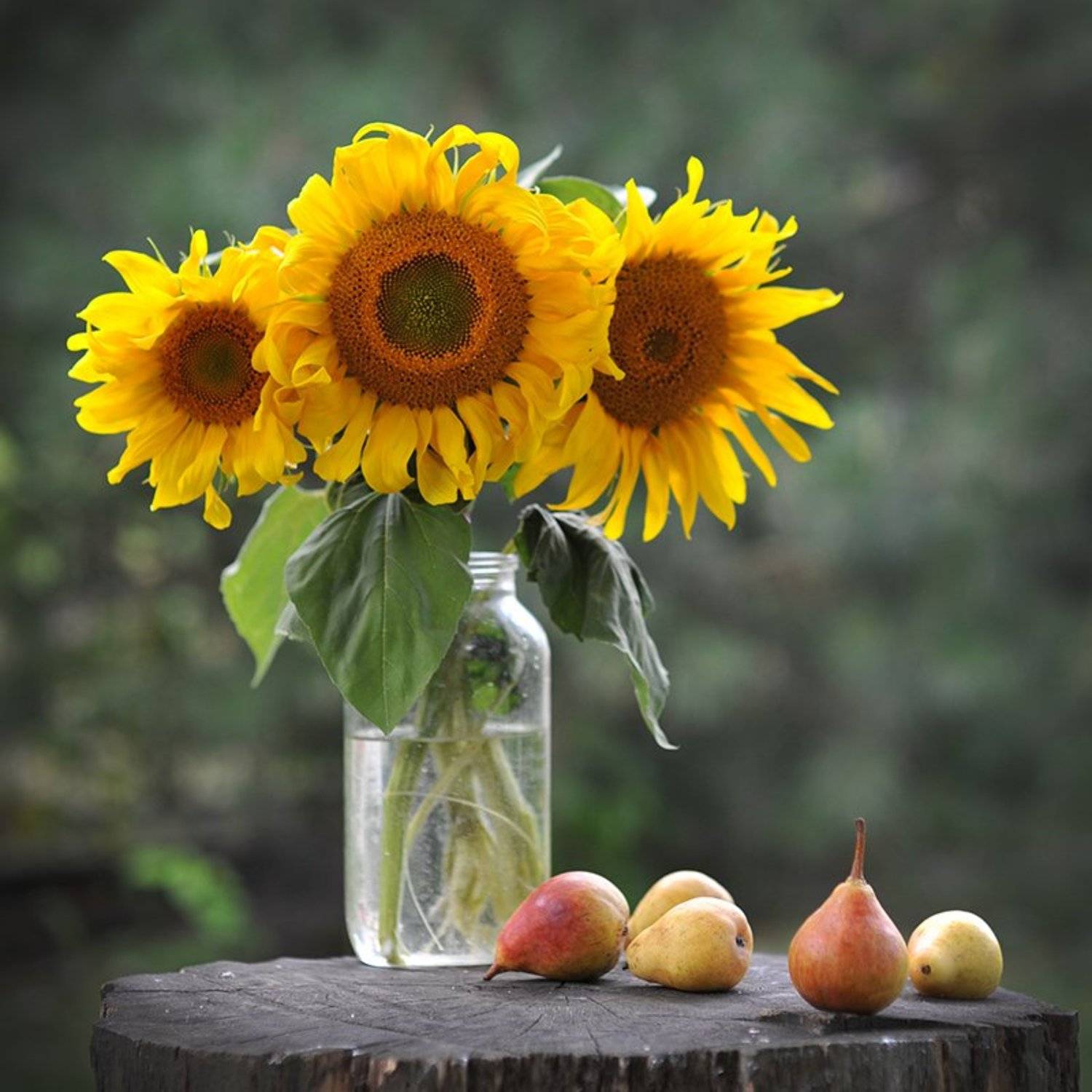 Ароматы осени. Автор: Орест Сивак , Орест Сивак