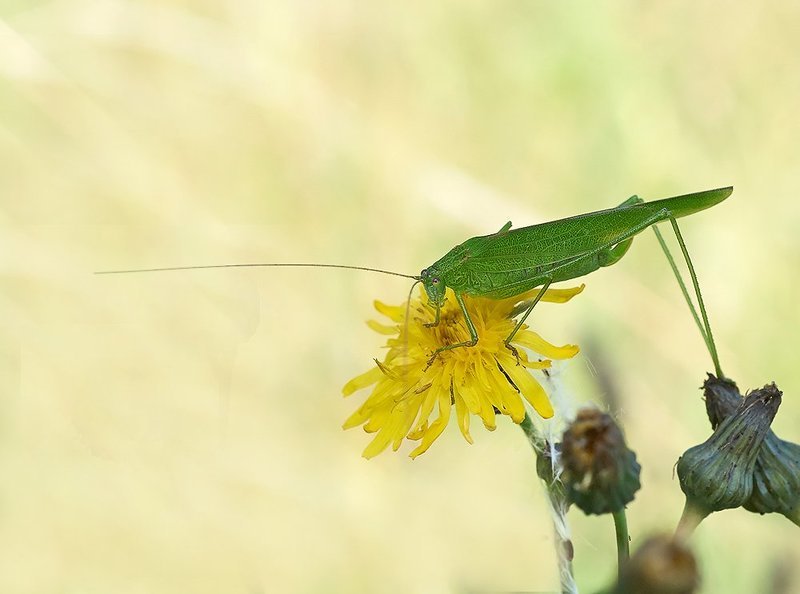 closeup, macro, макро, насекомое, пластинокрыл ***photo preview