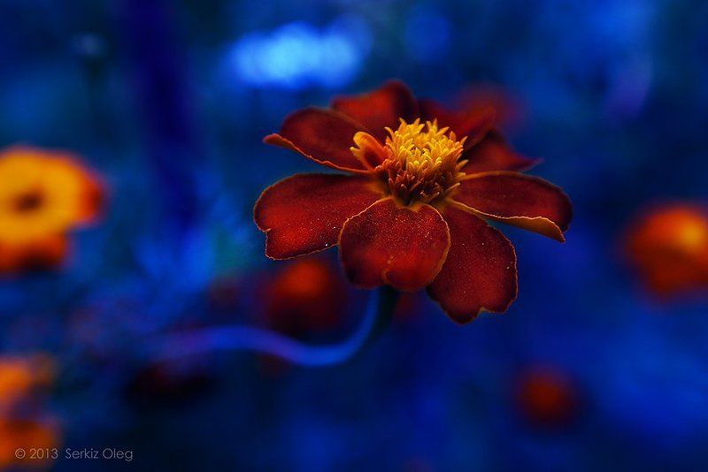 Purple Hazephoto preview