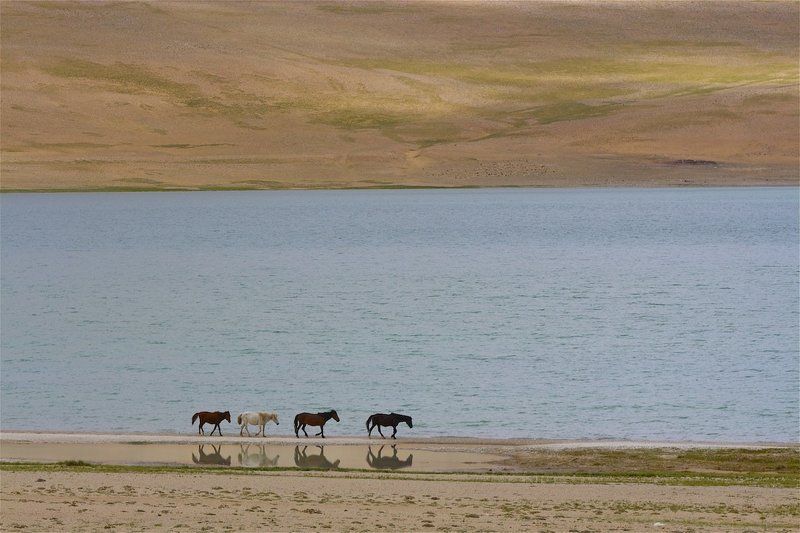 Берега, Лошади, Отражение \