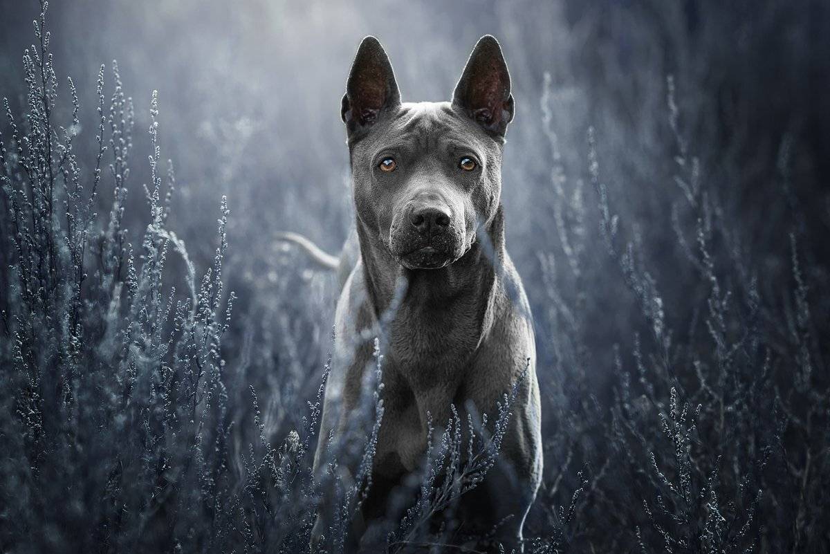 собака, Евгений Крутиков