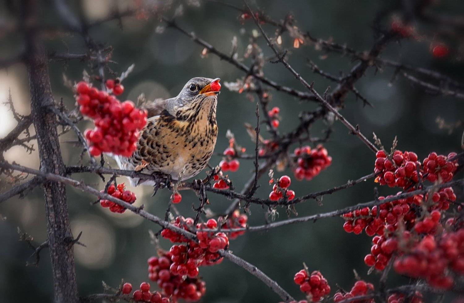 зимняя ягода... Автор: Марина Мочалова птицы, дрозд рябинник, ягода, красная облепиха, зима, февраль,, Марина Мочалова