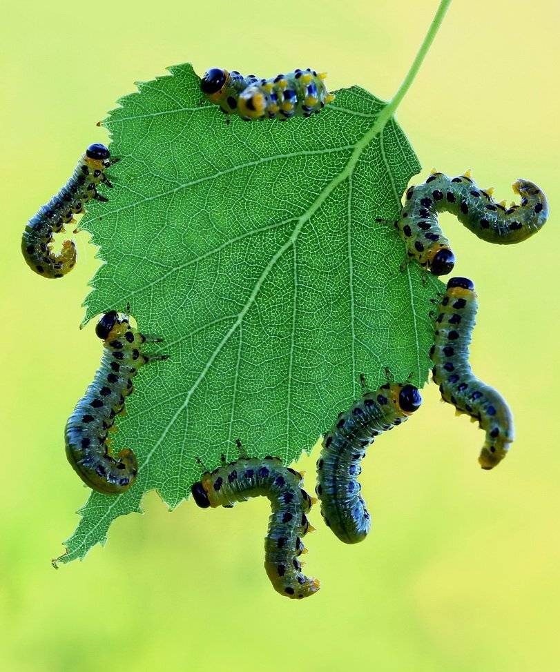 Ужин. Автор: Darius , Darius