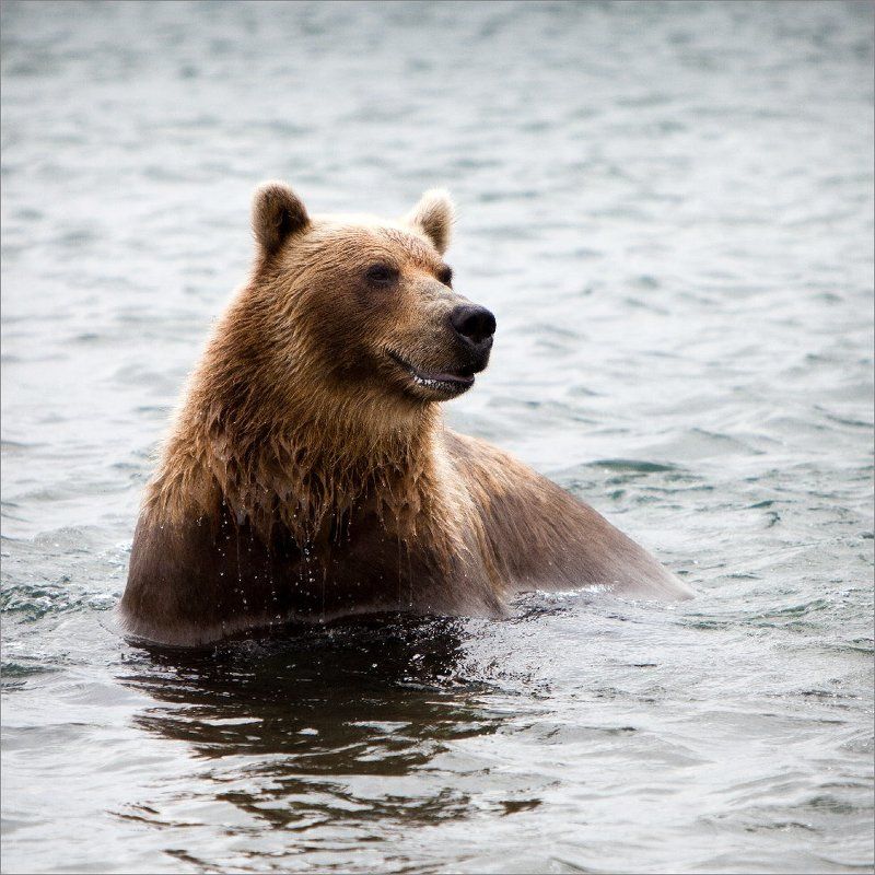 Добрыйphoto preview