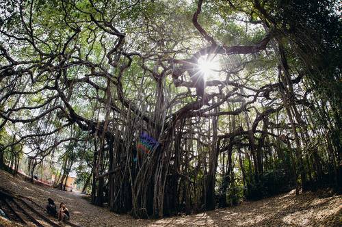 Banian Tree