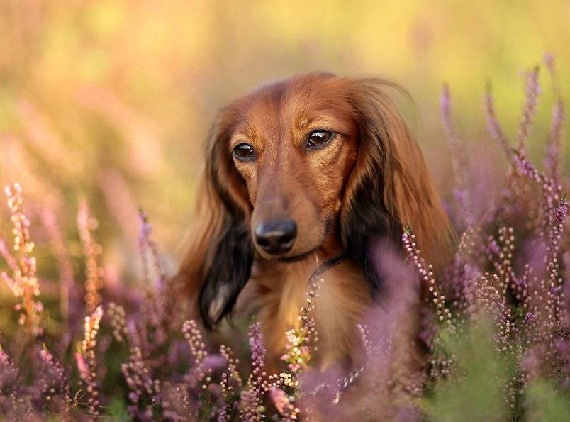 , Kasia Mycatherina Pietraszko