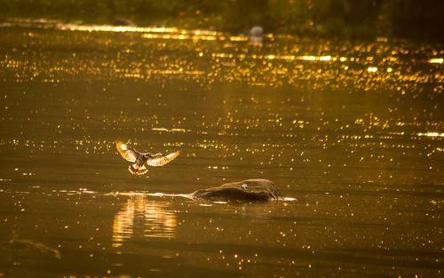 Beautiful world of a Birds