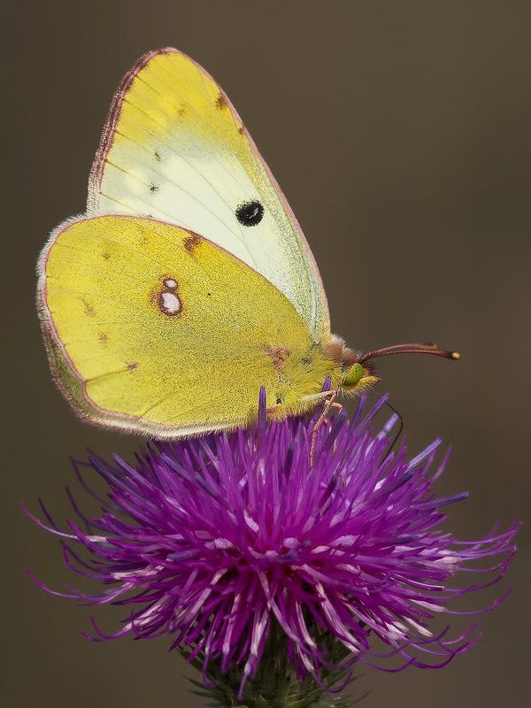 Желтушка луговая.photo preview