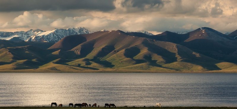 Белая вечерняя лошадьphoto preview