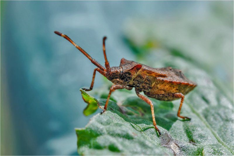 Краевик щавелевый (лат. Coreus marginatus)photo preview