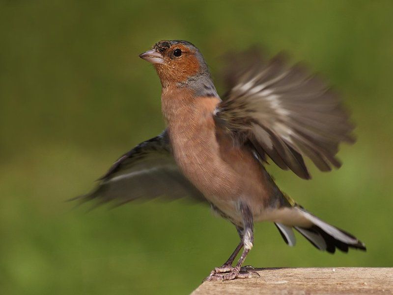 Танцорphoto preview