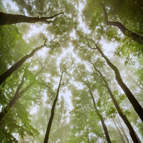 Trees