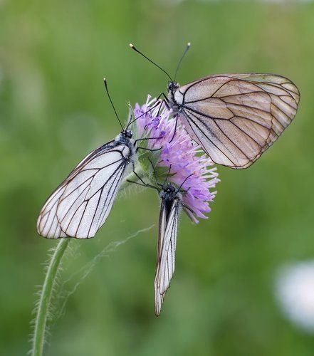 Aporia crataegi
