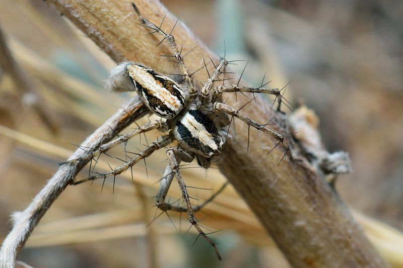 arachnida, close-up, d7000, macro, nikon, spider, wildlife, макро, паук, паук-рысь, паукообразные Lynx Spiderphoto preview