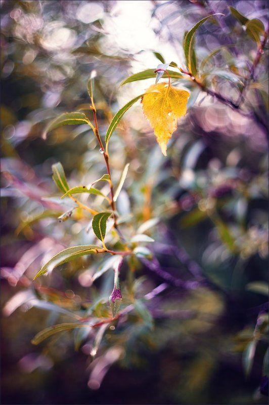 Осенняя фантазияphoto preview