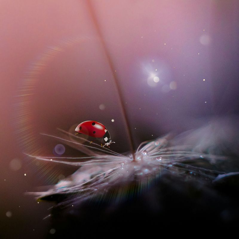 Нежные сныphoto preview