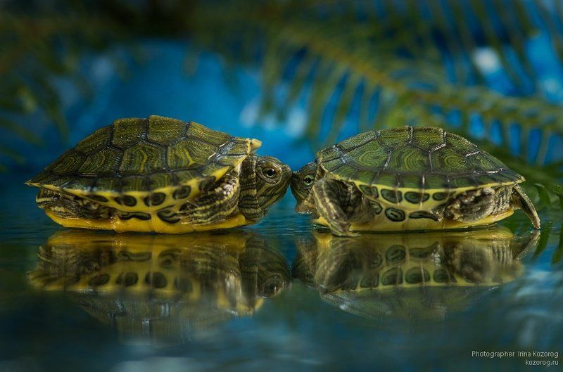 ТЕТ-А-ТЕТphoto preview