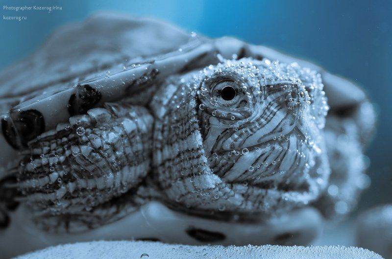 Мудраяphoto preview