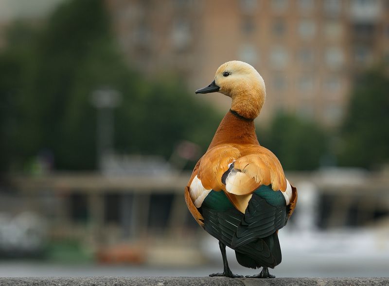 птицы, город Огарьphoto preview