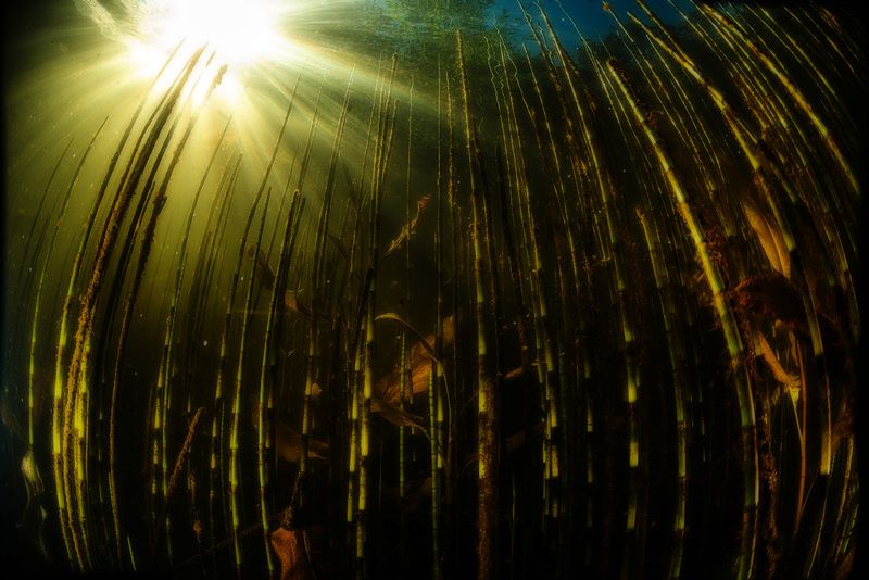 близкая природа, подводный пейзаж, россия, солнце  Тростникphoto preview