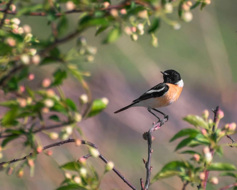 птица, черноголовый чекан, весна, черноголовый чекан.. (самец)photo preview