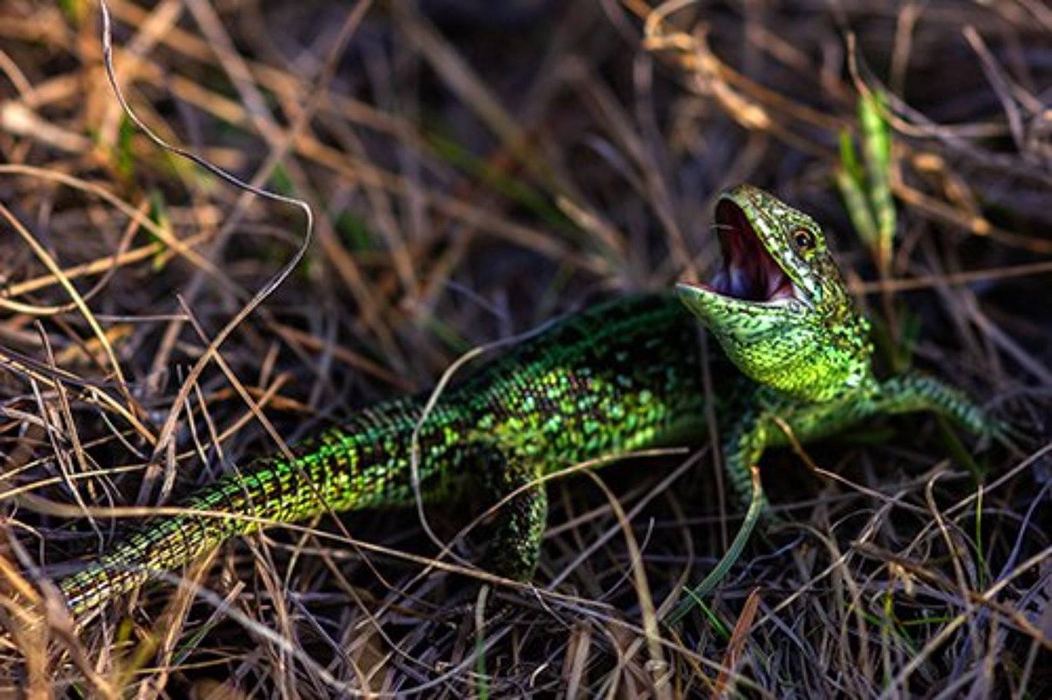 животные, рептилии, ящерицы, природа, животный мир, Александр Кожухов