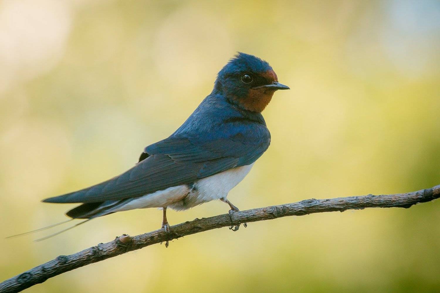 деревенская ласточка, птицы, лето, birds, wildlife, barn swallow, Алексей Юденков