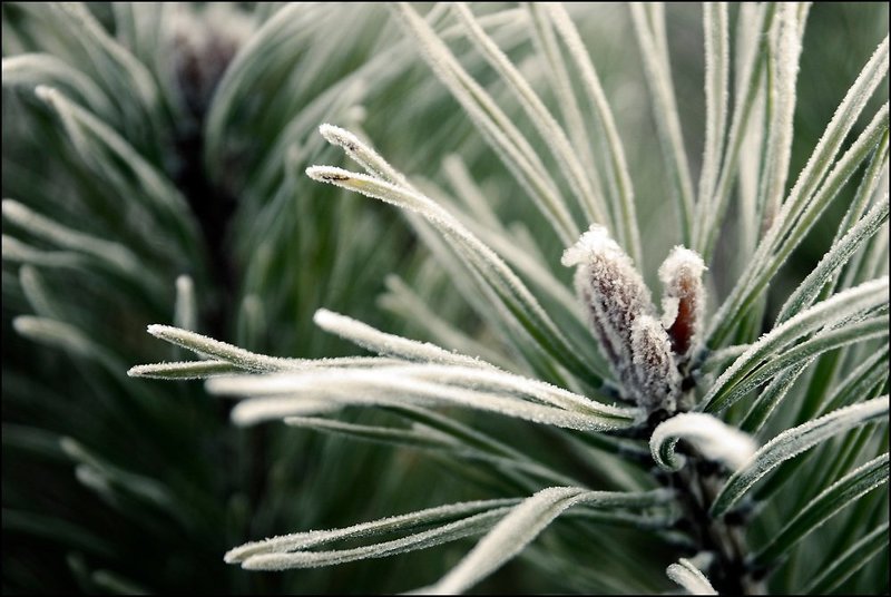 Первые заморозки в лесуphoto preview