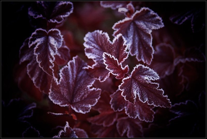 Инейphoto preview